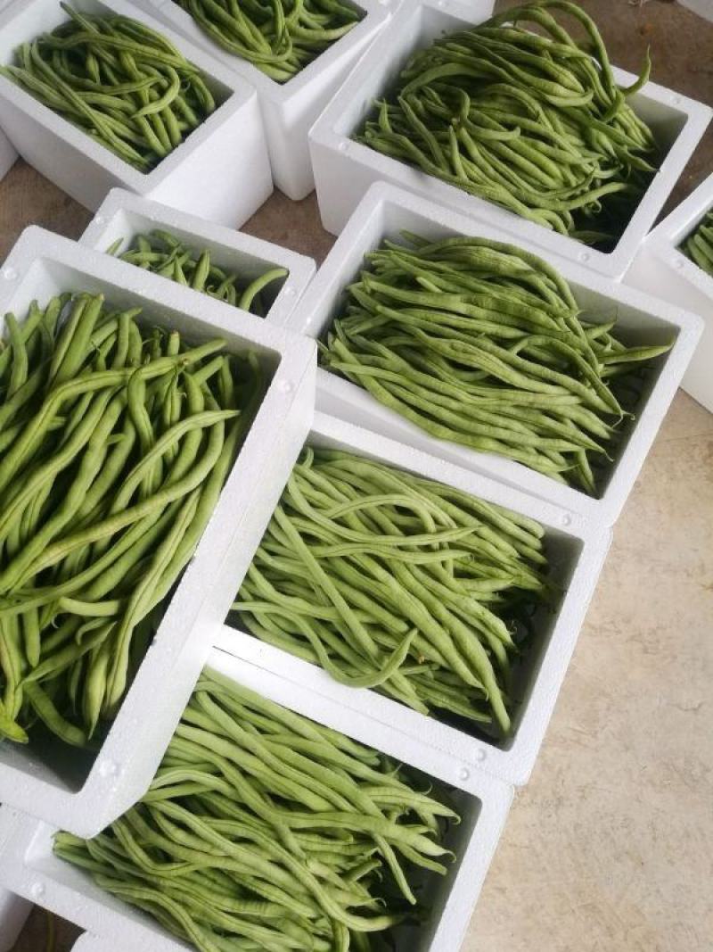 【推荐】豆王豆角大量供应基地直销货源充足品质保证