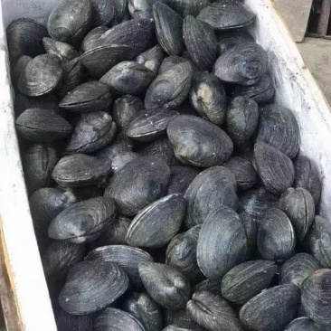天鹅蛋