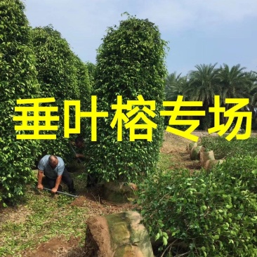 高度2米冠1米柱形垂叶榕价格垂叶榕柱基地
