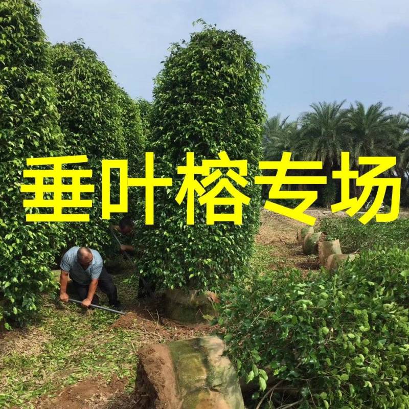 高度2米冠1米柱形垂叶榕价格垂叶榕柱基地