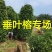 高度2米冠1米柱形垂叶榕价格垂叶榕柱基地