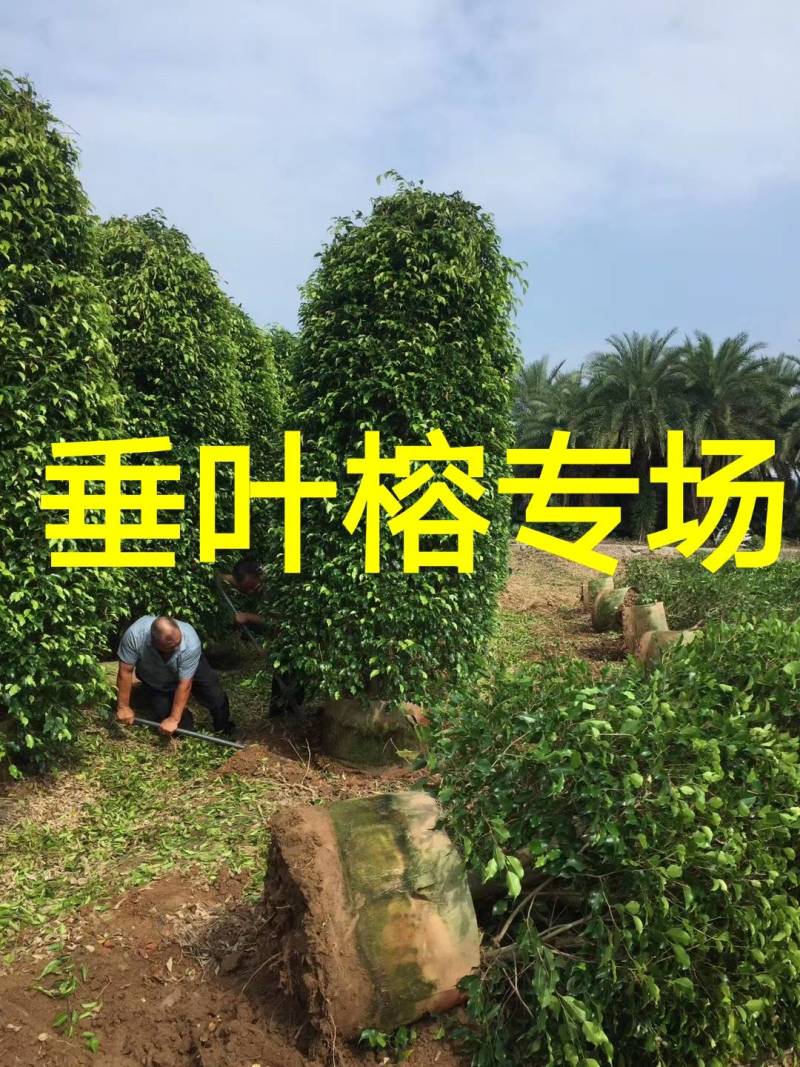 高度2米冠1米柱形垂叶榕价格垂叶榕柱基地
