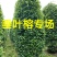高度2米冠1米柱形垂叶榕价格垂叶榕柱基地