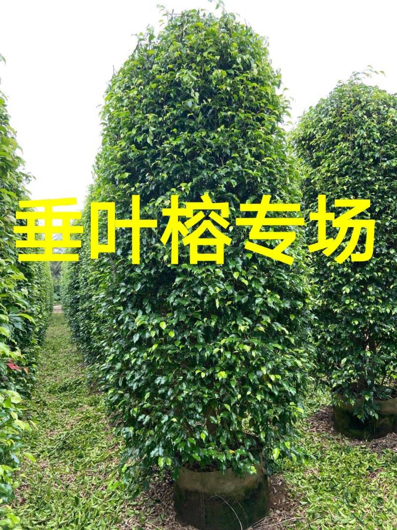 高度2米冠1米柱形垂叶榕价格垂叶榕柱基地