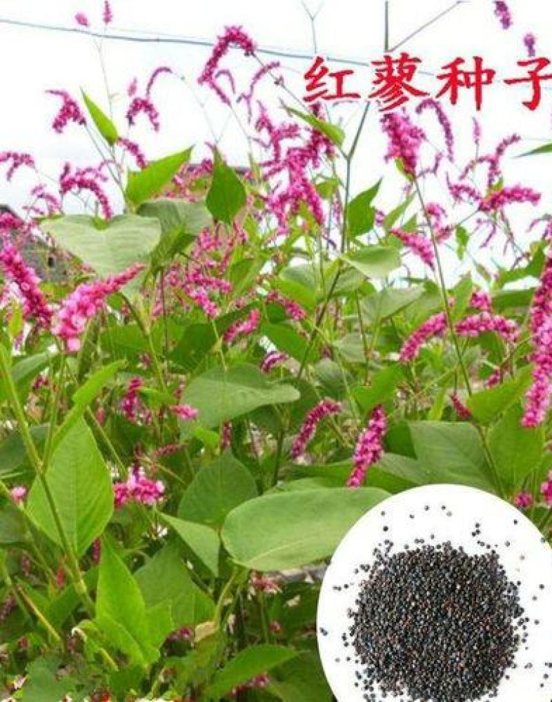红蓼种子水红花种子狗尾巴花种子耐湿水生景观园林