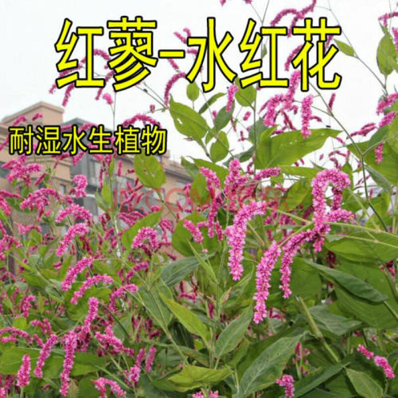 红蓼种子水红花种子狗尾巴花种子耐湿水生景观园林