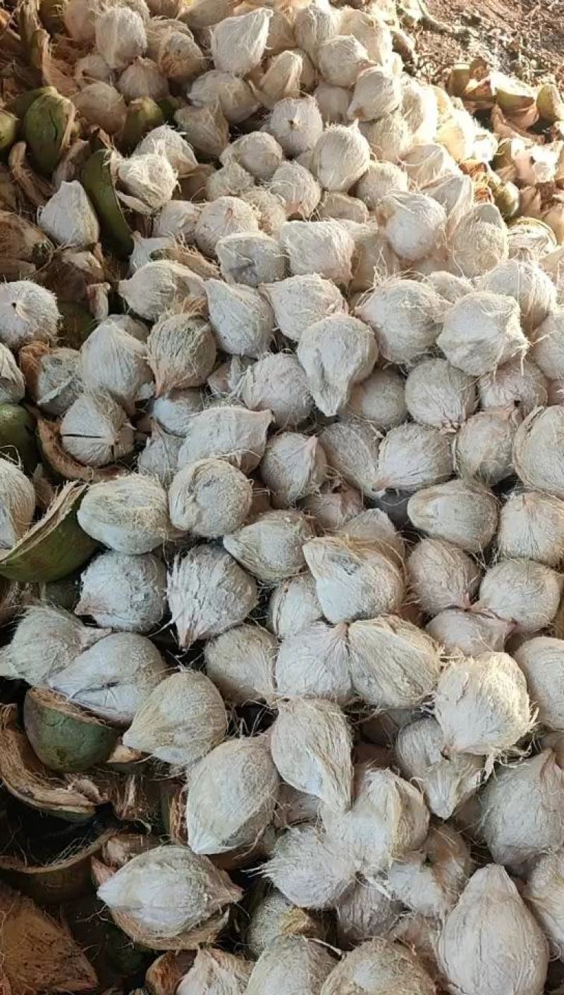 精心挑选海南文昌毛椰！欢迎在一亩田联系我