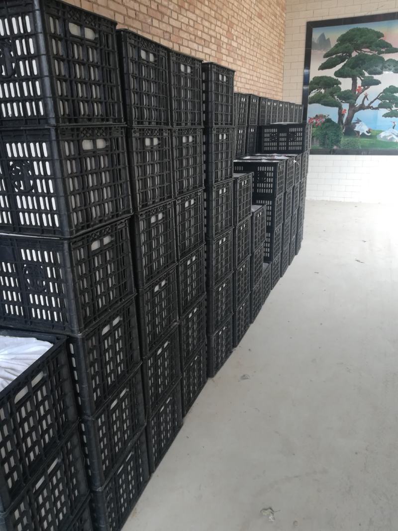 陕西澄城县红富士苹果，冷库货原大量供应中。