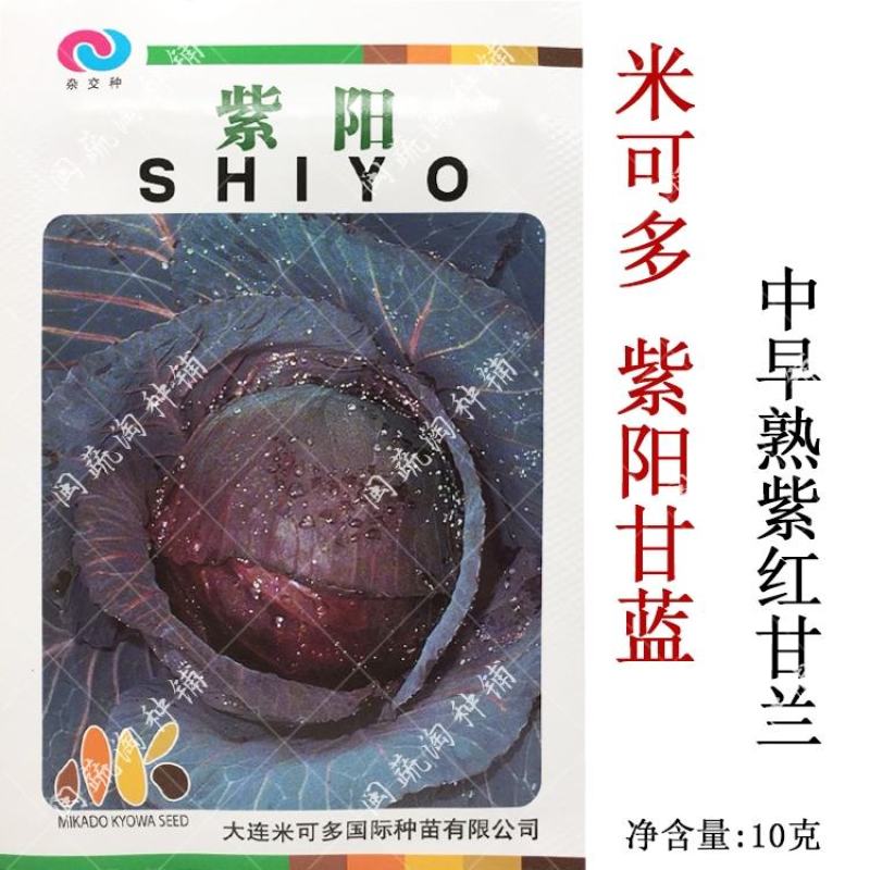 进口米可多紫阳甘蓝种子，中早熟紫红甘蓝种子