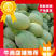 海南哈密瓜，小密瓜，晓蜜25.小蜜25.大量上市，