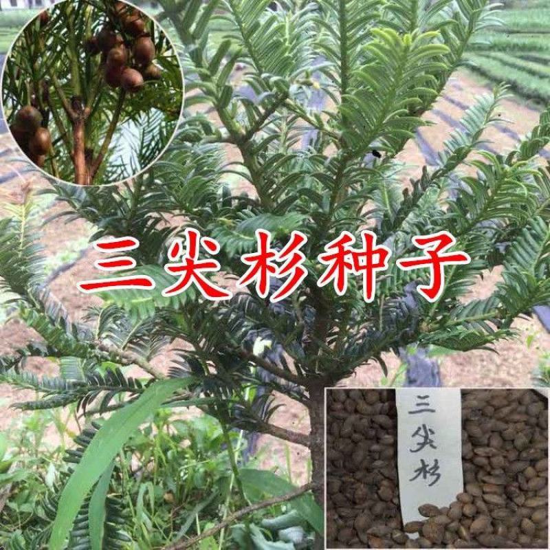 新采三尖杉种子藏杉桃松狗尾松三尖松山榧树头形杉种籽子