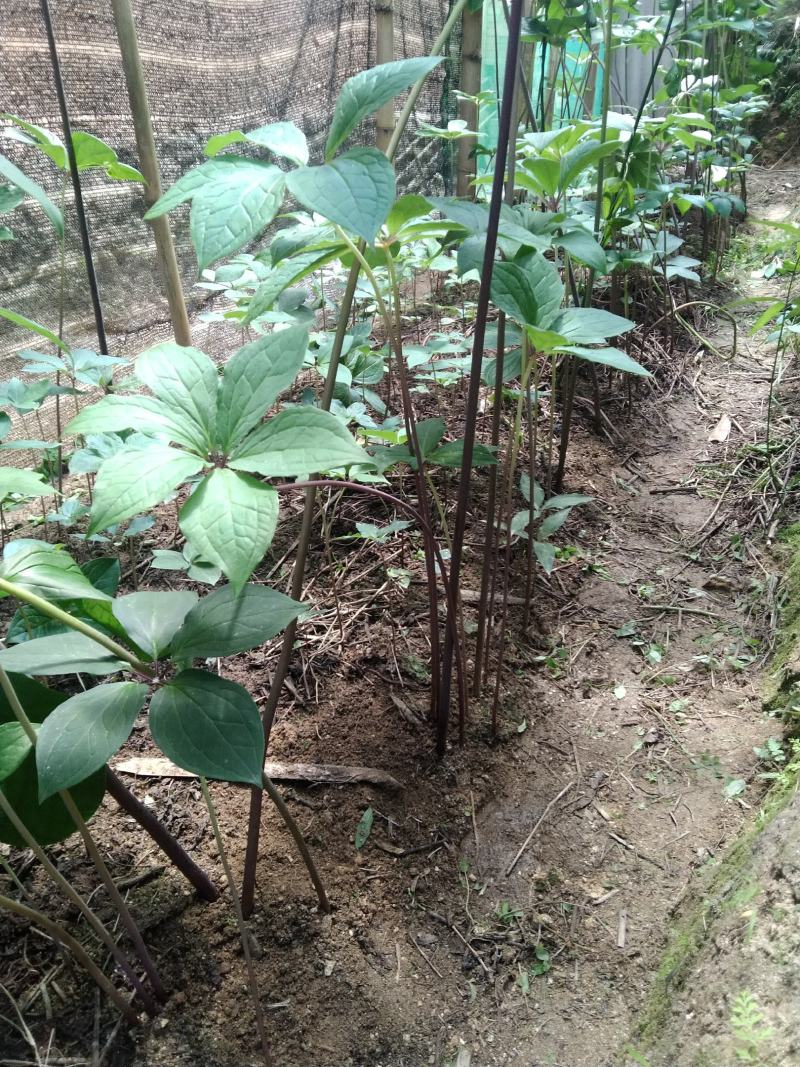 高杆粉质滇重楼
