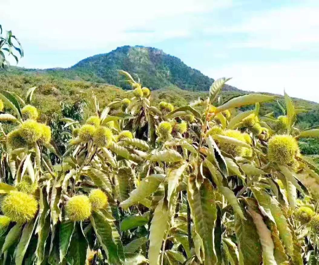 村民正在山坡上采摘板栗,远处是层叠的山林和成熟的栗树 村民正在山坡上采摘板栗