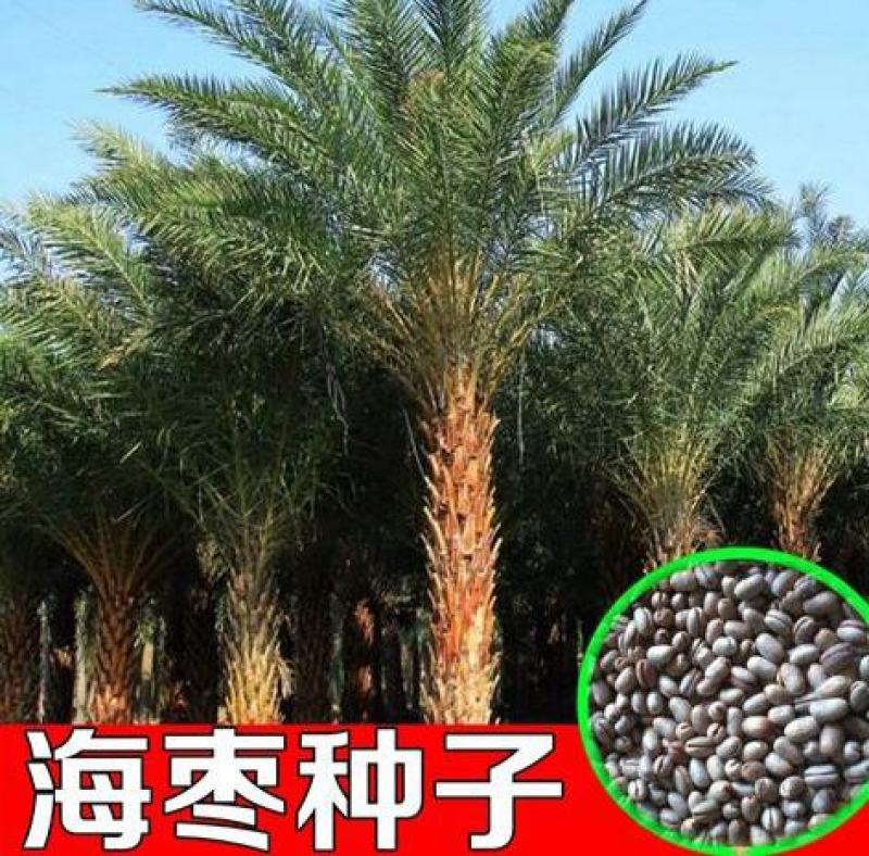 加拿利海枣种子长叶刺葵加拿利刺葵槟榔竹加拿利海枣种子