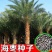 加拿利海枣种子长叶刺葵加拿利刺葵槟榔竹加拿利海枣种子