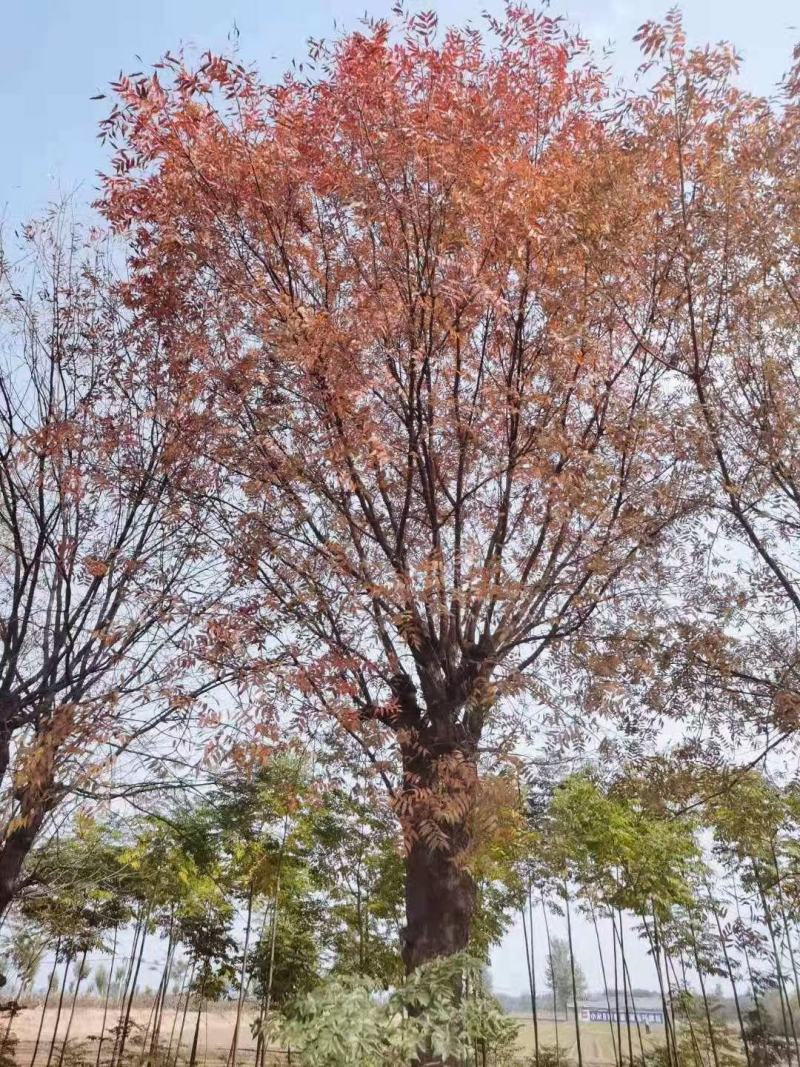 黄连木1-16公分安阳大量供应