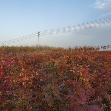 黄连木1-16公分安阳大量供应