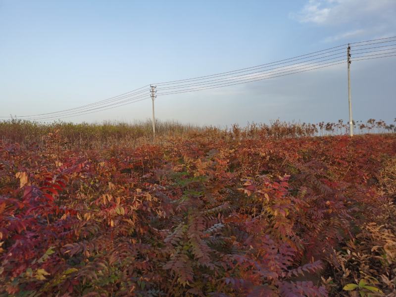 黄连木1-16公分安阳大量供应