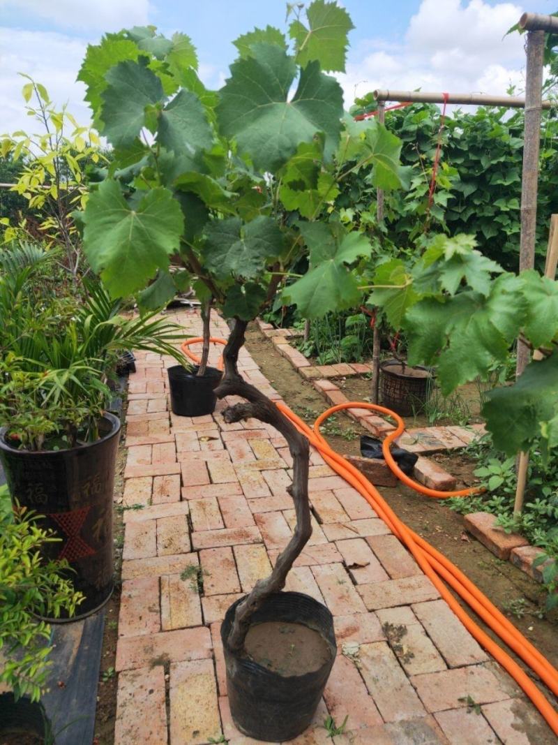 新品种晴王葡萄苗阳光玫瑰葡萄树苗盆栽地栽南北方种植当
