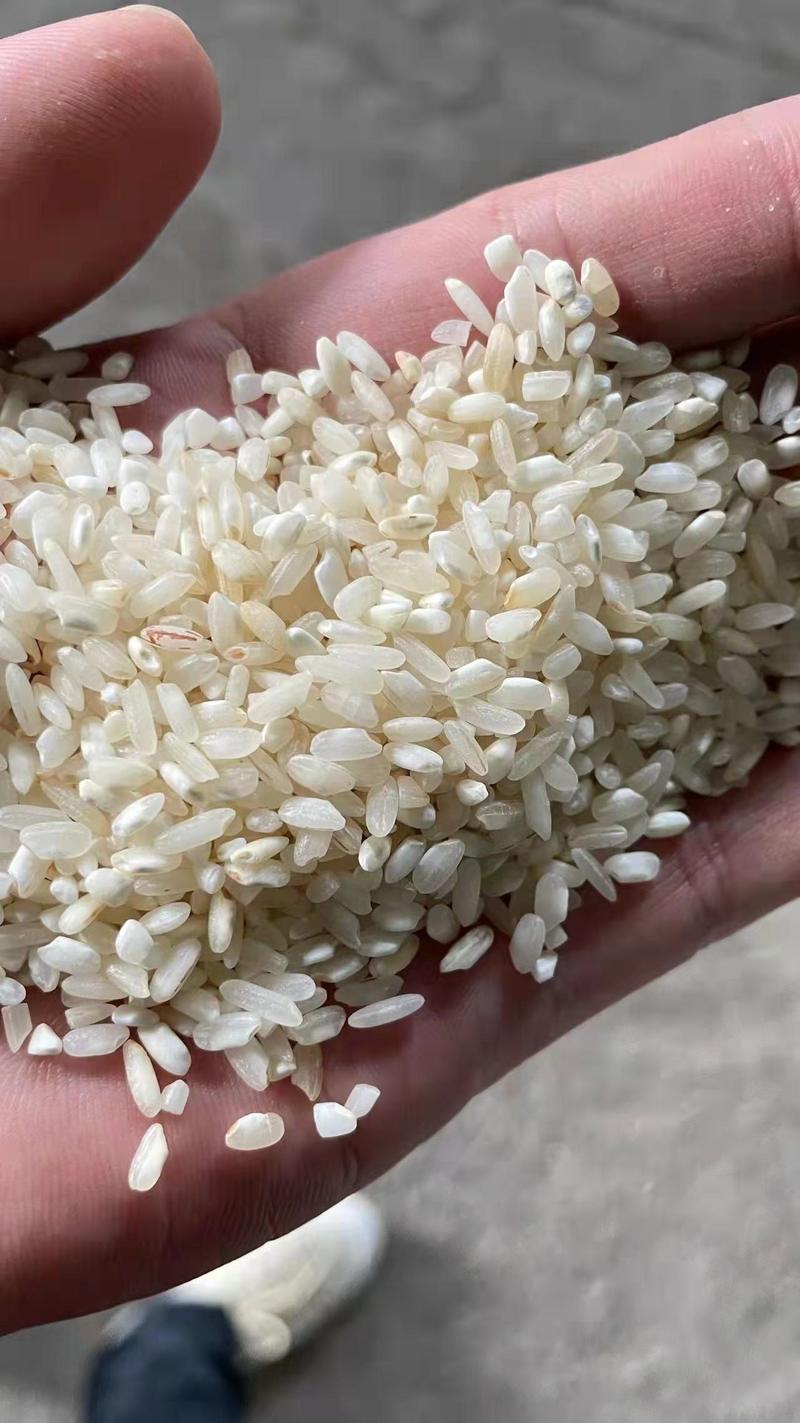 贵朝米陈米！专业做粉出粉率很高。现货100吨，长期现货。