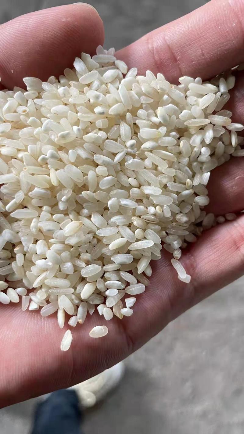 贵朝米陈米！专业做粉出粉率很高。现货100吨，长期现货。