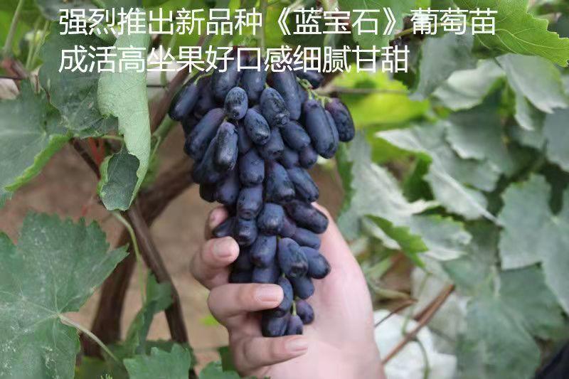 新品种葡萄树苗甜蜜蓝宝石包结果包成果假一赔万