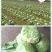 郑研珍宝甘蓝种子,近圆球形叶球美观单球重约1-1.5千克