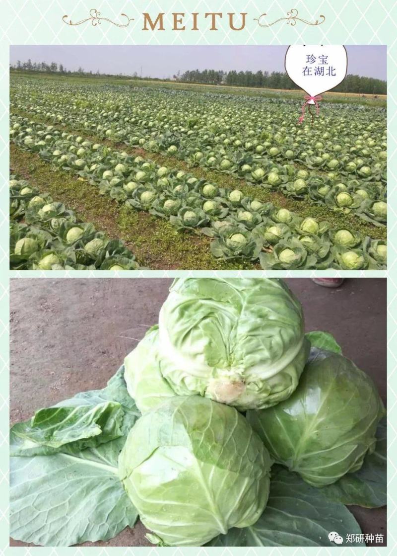 郑研珍宝甘蓝种子，近圆球形叶球美观单球重约1-1.5千克