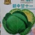 郑研珍宝甘蓝种子,近圆球形叶球美观单球重约1-1.5千克
