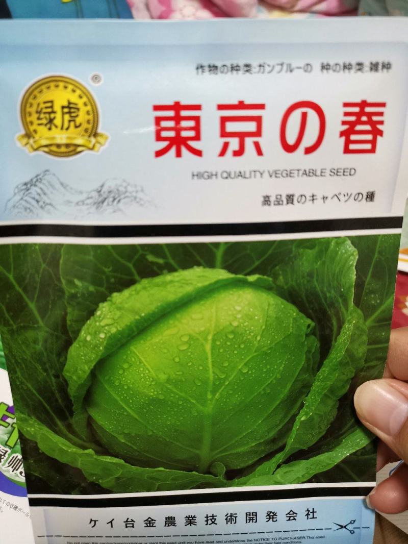 郑研珍宝甘蓝种子，近圆球形叶球美观单球重约1-1.5千克