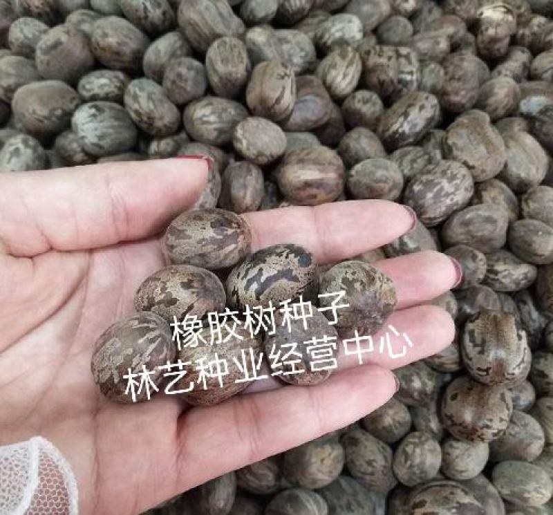 散装橡胶树种子三叶橡胶树种子巴西橡胶树种子林木种子
