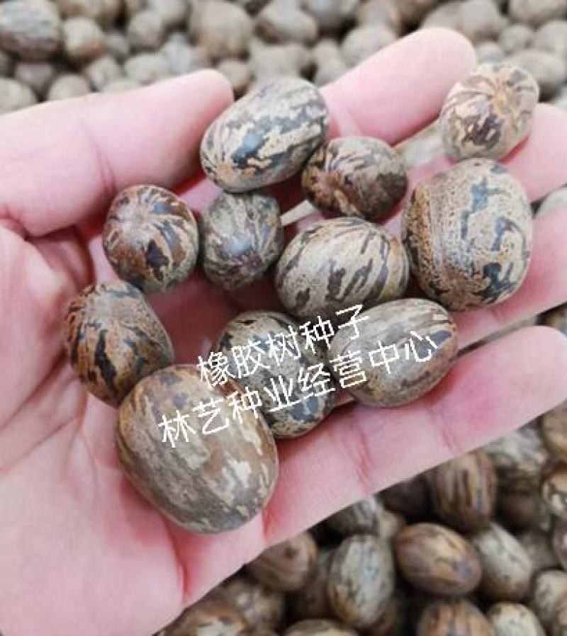 散装橡胶树种子三叶橡胶树种子巴西橡胶树种子林木种子