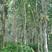 散装橡胶树种子三叶橡胶树种子巴西橡胶树种子林木种子