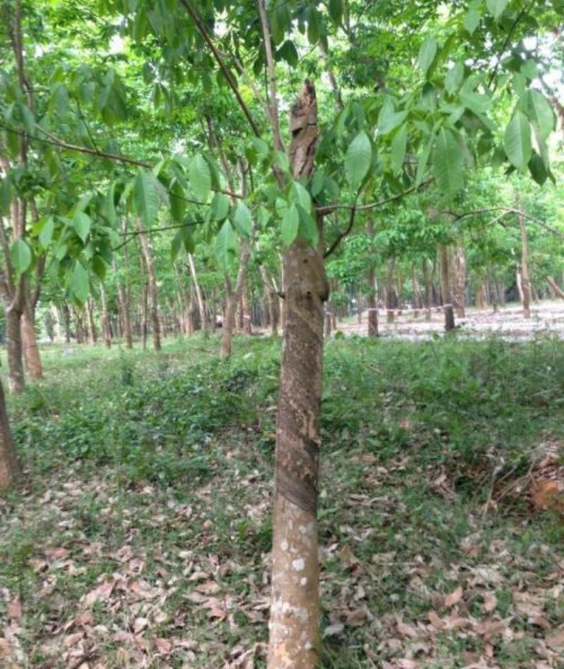 散装橡胶树种子三叶橡胶树种子巴西橡胶树种子林木种子