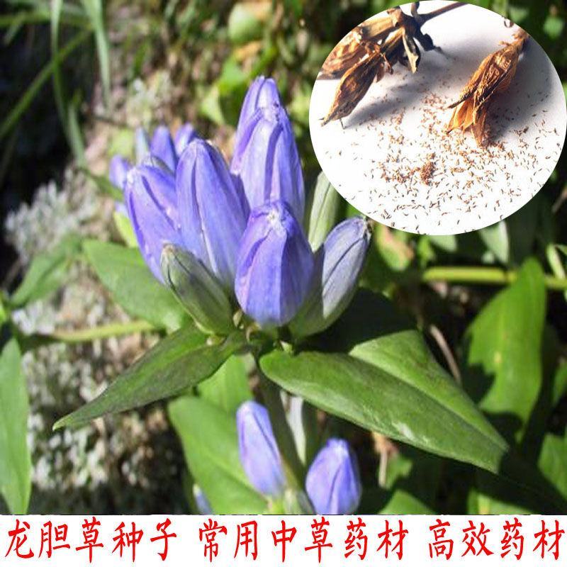 龙胆草种子中药材观花种子草龙胆山龙胆种子可阳台庭院