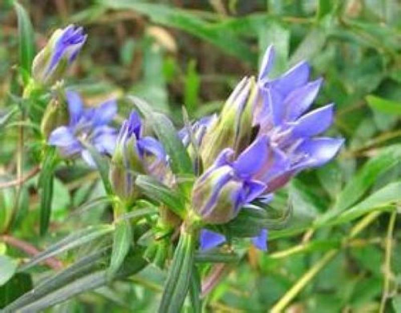 龙胆草种子中药材观花种子草龙胆山龙胆种子可阳台庭院