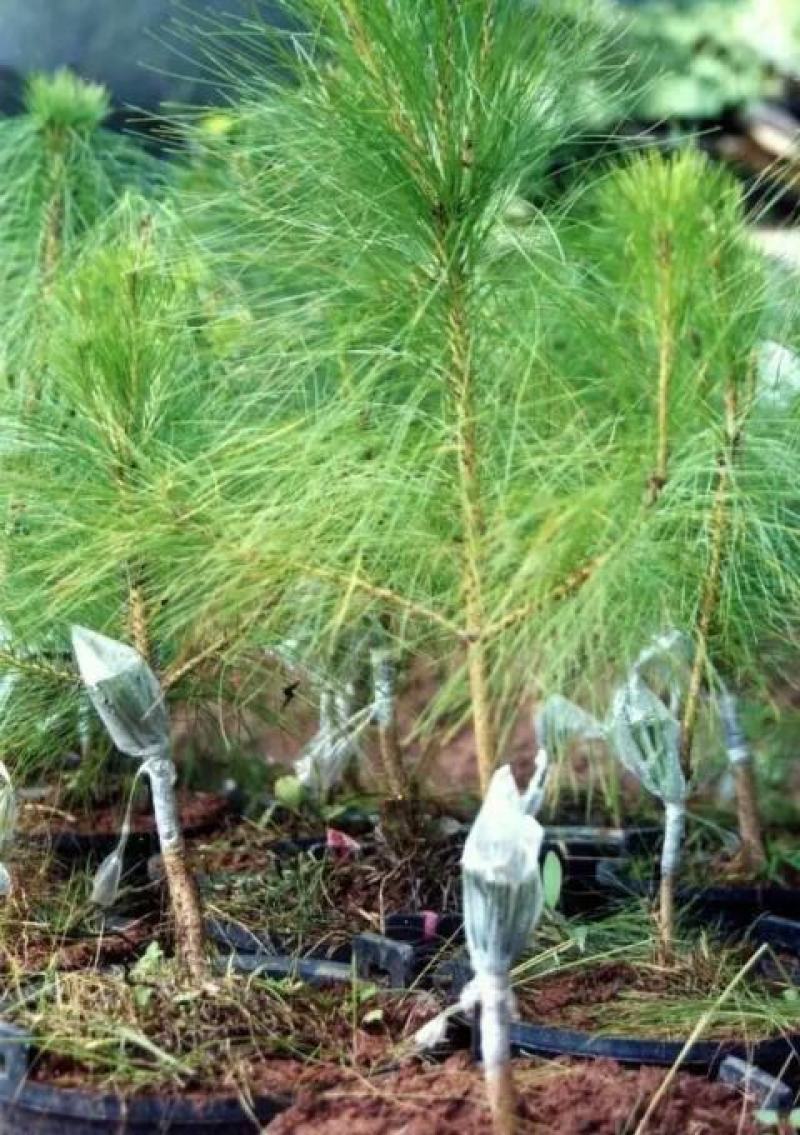 新采松树种子思茅松种子松类种子松树林木种子