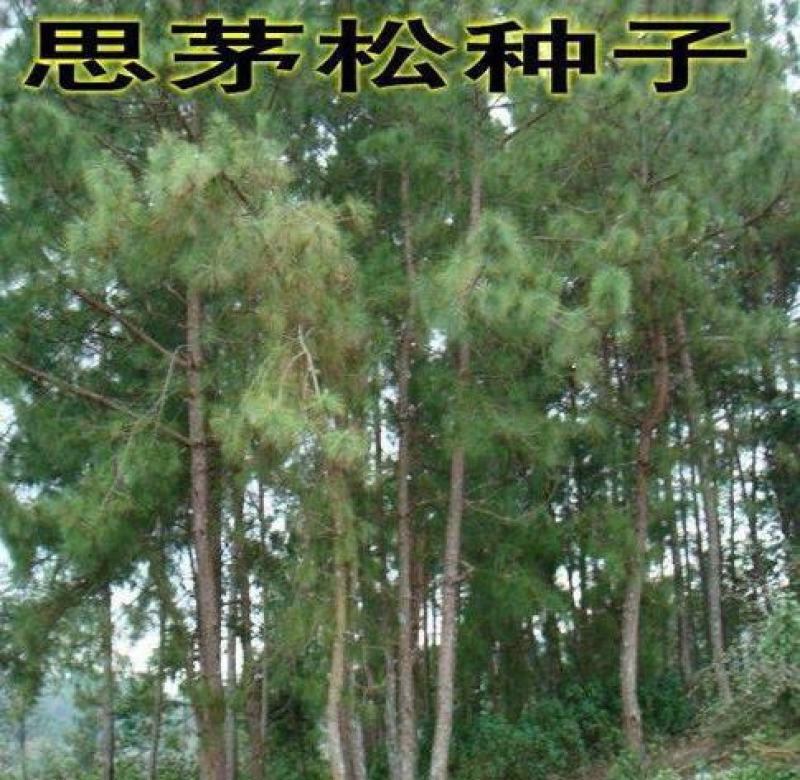 新采松树种子思茅松种子松类种子松树林木种子