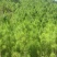 新采松树种子思茅松种子松类种子松树林木种子