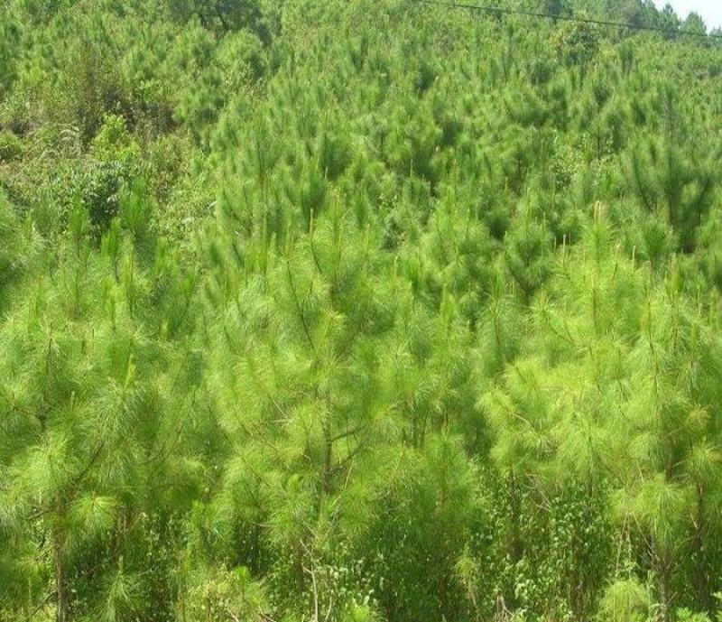 新采松树种子思茅松种子松类种子松树林木种子