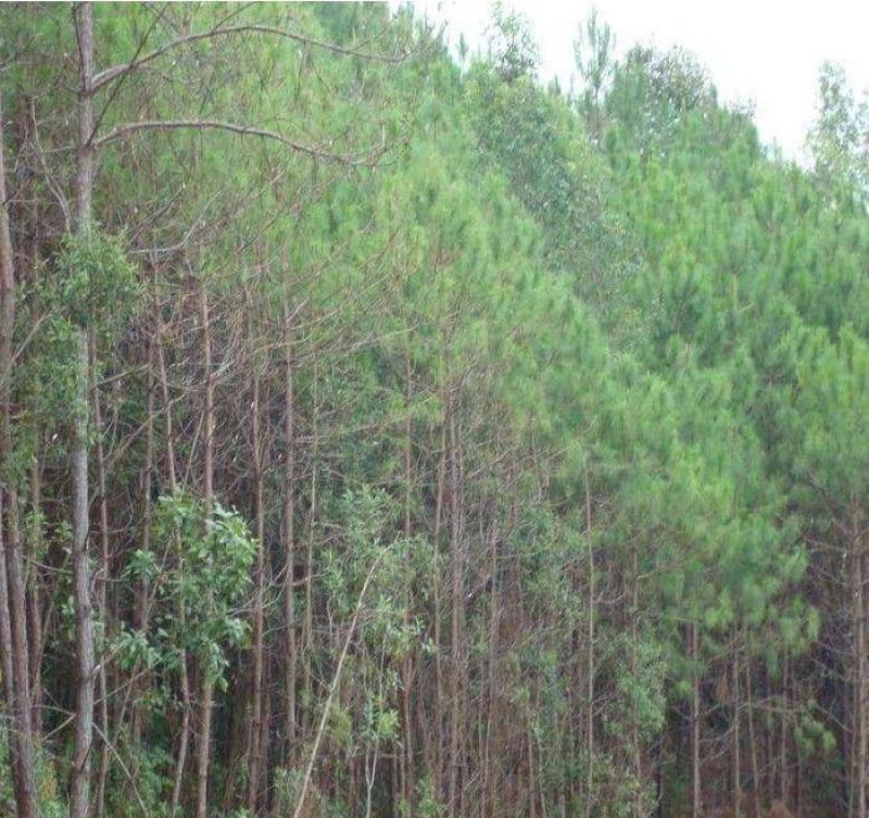新采松树种子思茅松种子松类种子松树林木种子