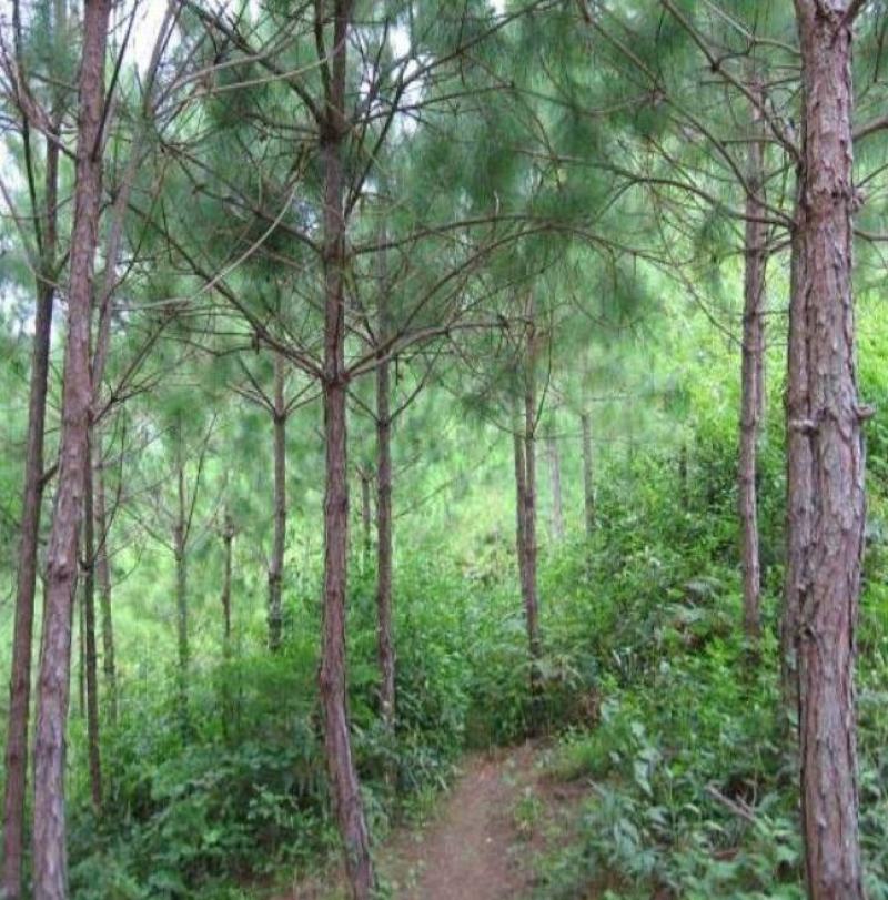 新采松树种子思茅松种子松类种子松树林木种子