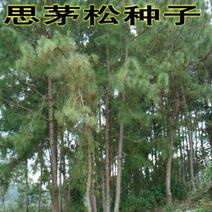 新采松树种子思茅松种子松类种子松树林木种子