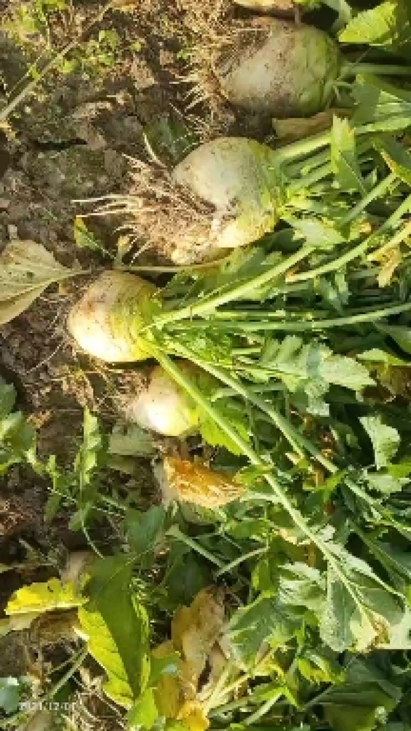 优质榨菜（大头菜）货源充足，价格美丽！欢迎订购
