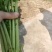 优质榨菜（大头菜）货源充足，价格美丽！欢迎订购