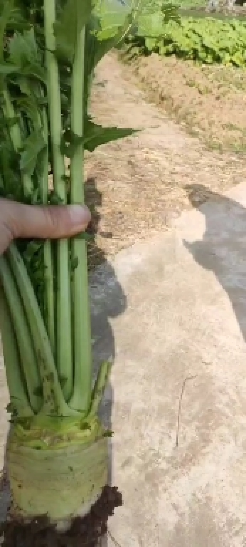 优质榨菜（大头菜）货源充足，价格美丽！欢迎订购