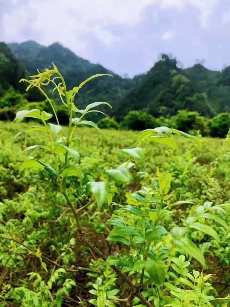 恩施藤茶叶片天然含硒含黄酮厂家直发量大价优可作提取