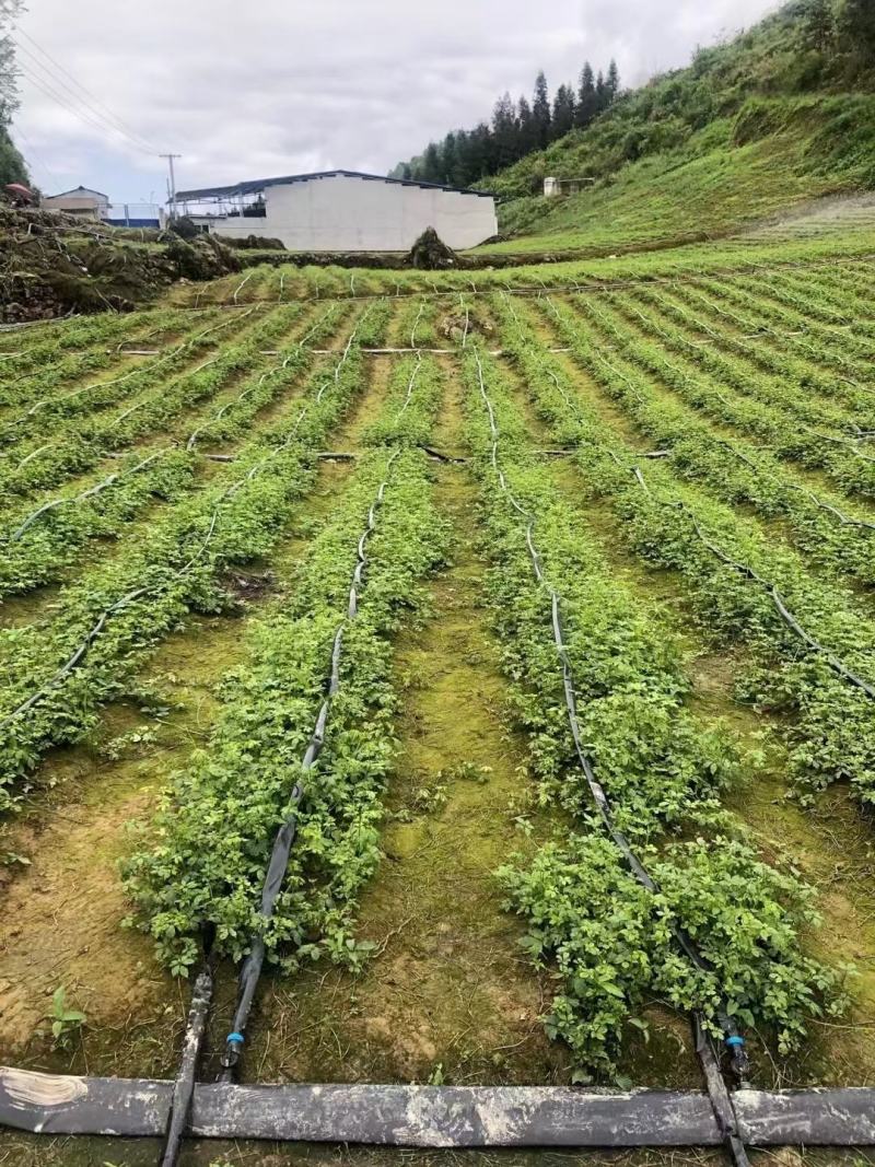 恩施藤茶叶片天然含硒含黄酮厂家直发量大价优可作提取