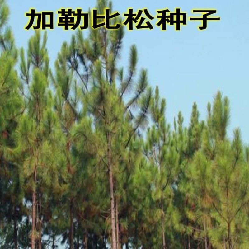 新采松种子加勒比松加勒比松种子松树种子林木种子