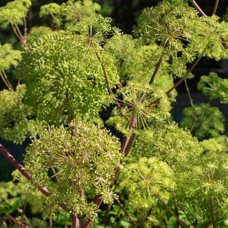 【当归种子】高产中草药材种野生干归籽易种养生保健蔬菜